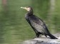 Cormorant and Herons Colony