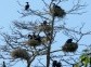 Cormorant and Herons Colony